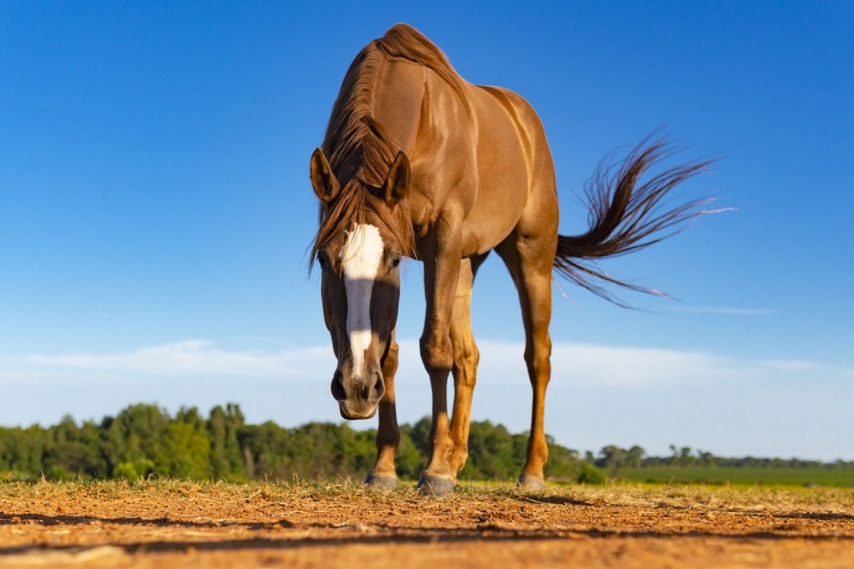 Engrais naturel de crottin de cheval : une alternative écologique