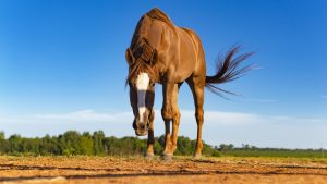 Engrais naturel de crottin de cheval : une alternative écologique